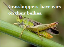 Grasshopper - Mini beasts